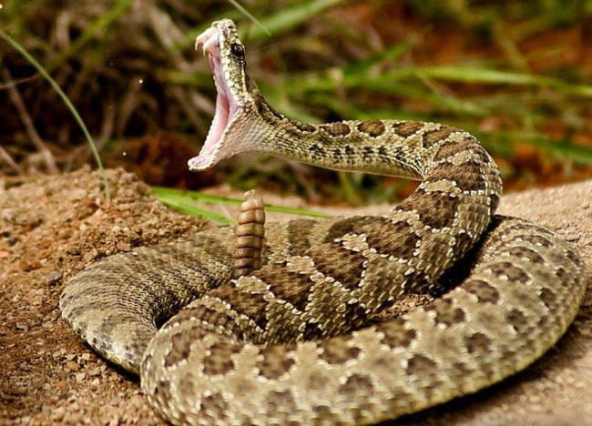 Vẻ đáng sợ của rắn đuôi chuông.